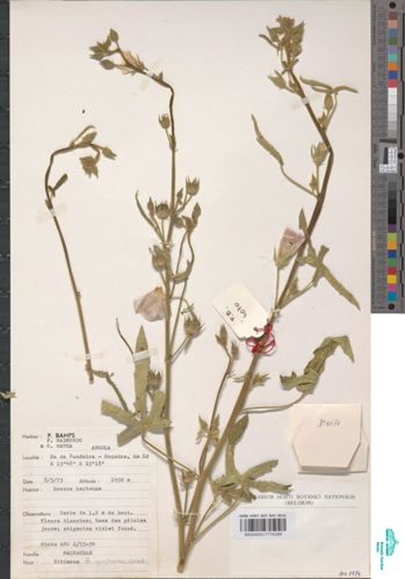Hibiscus upingtoniae