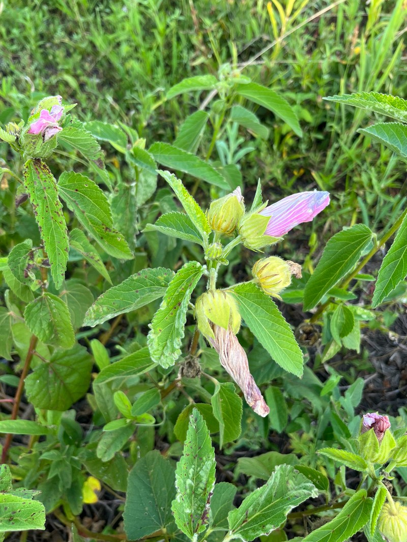 Hibiscus urticifolius
