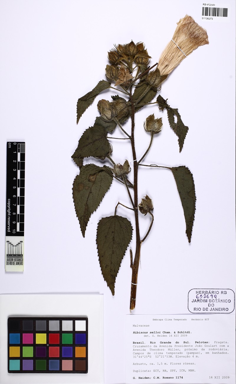 Hibiscus urticifolius photo 2