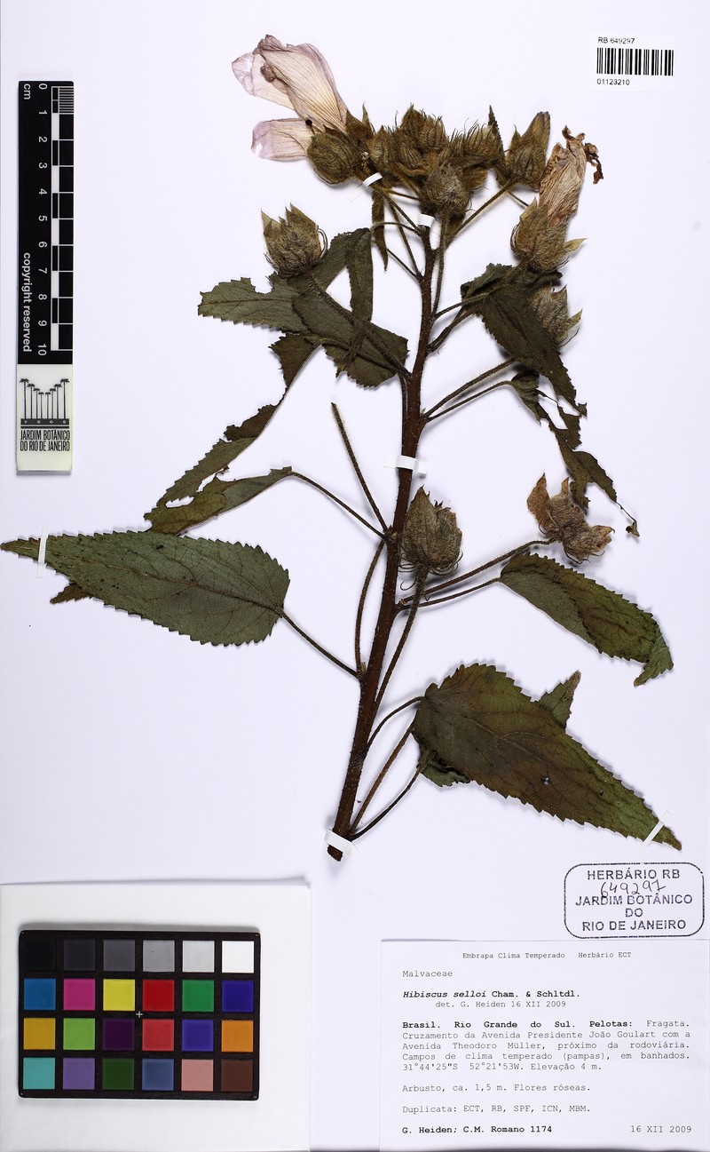Hibiscus urticifolius photo 3