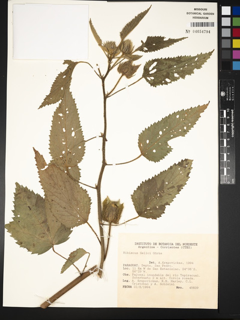 Hibiscus urticifolius photo 5