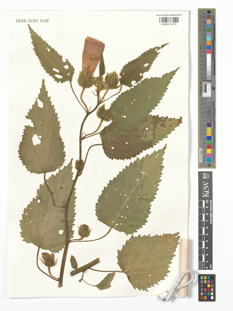 Hibiscus urticifolius photo 6