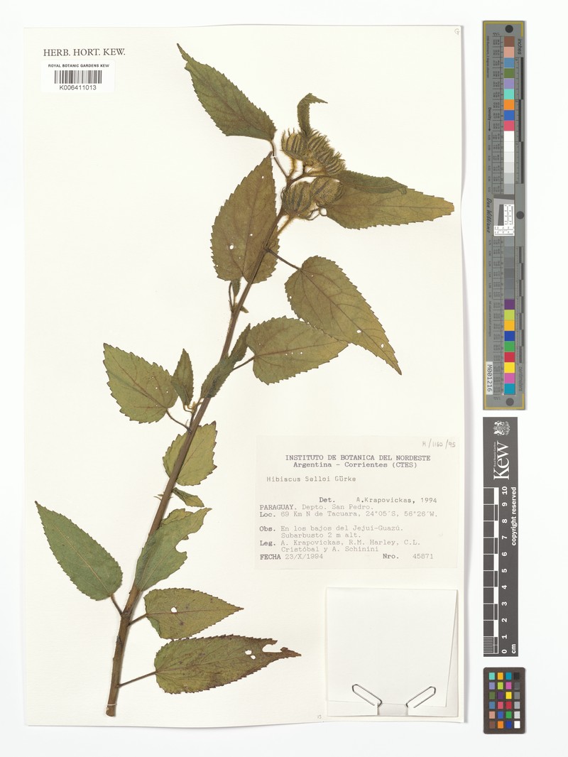 Hibiscus urticifolius photo 7