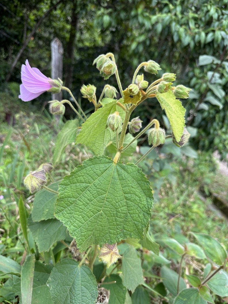 Hibiscus verbasciformis