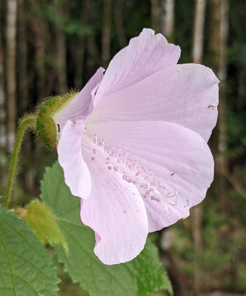 Hibiscus verbasciformis photo 2