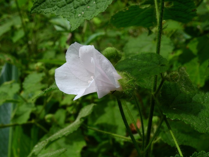 Hibiscus verbasciformis photo 3