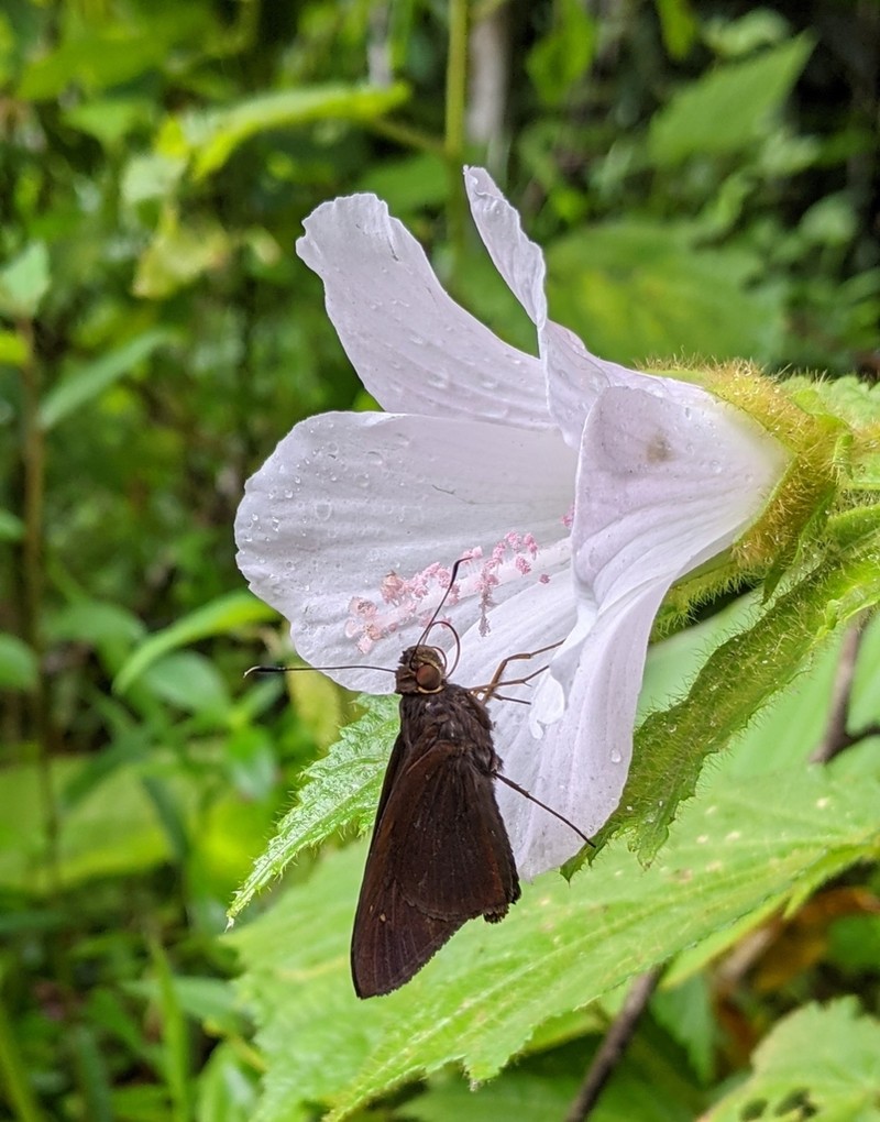 Hibiscus verbasciformis photo 4