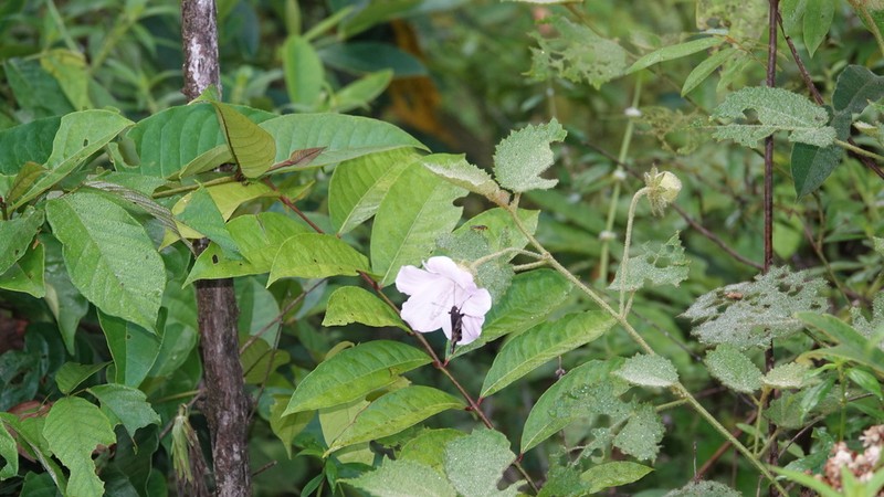 Hibiscus verbasciformis photo 5