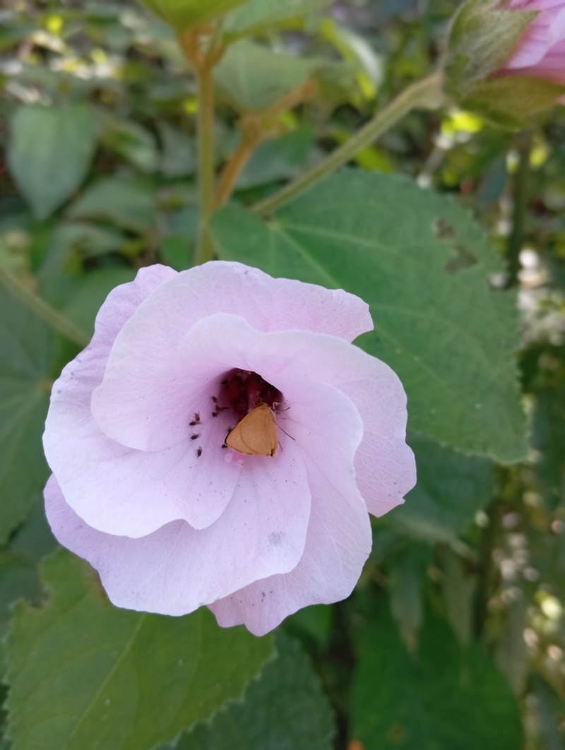 Hibiscus verbasciformis photo 6