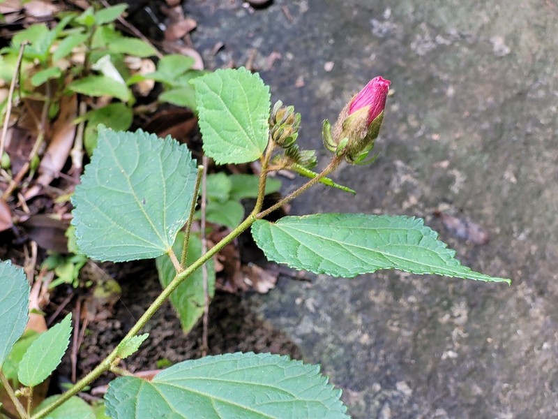 Hibiscus verbasciformis photo 7