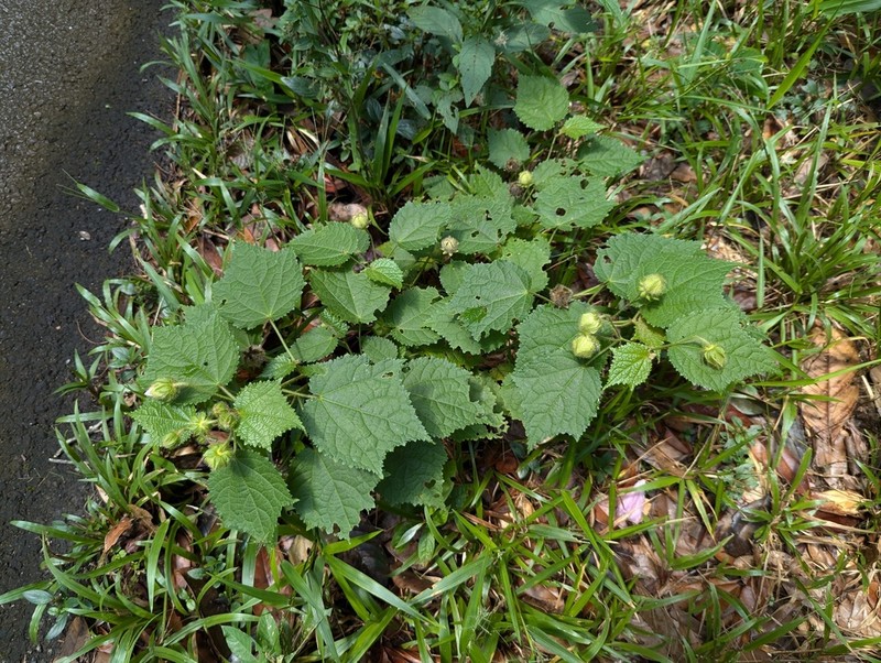 Hibiscus verbasciformis photo 8