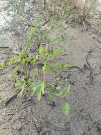 Hibiscus verdcourtii