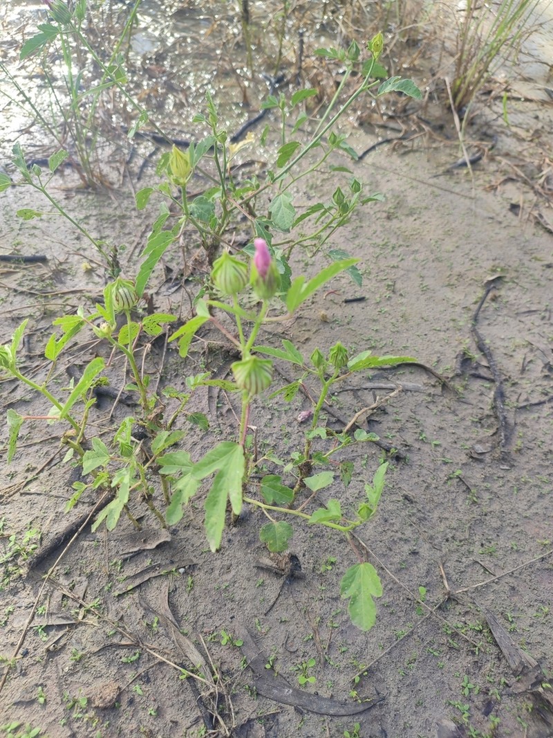 Hibiscus verdcourtii