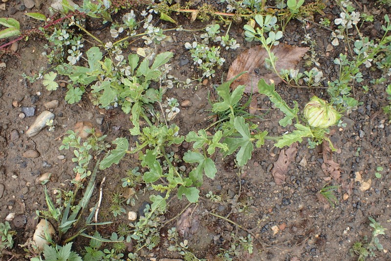 Hibiscus verdcourtii photo 2