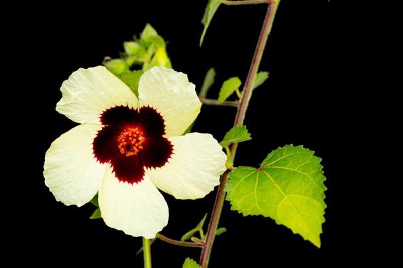 Tropical Rose Mallow photo 3