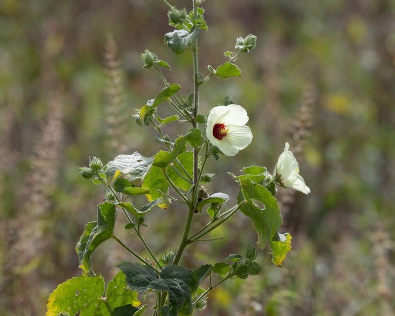 Tropical Rose Mallow photo 5