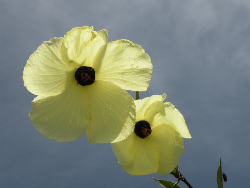 Tropical Rose Mallow photo 5