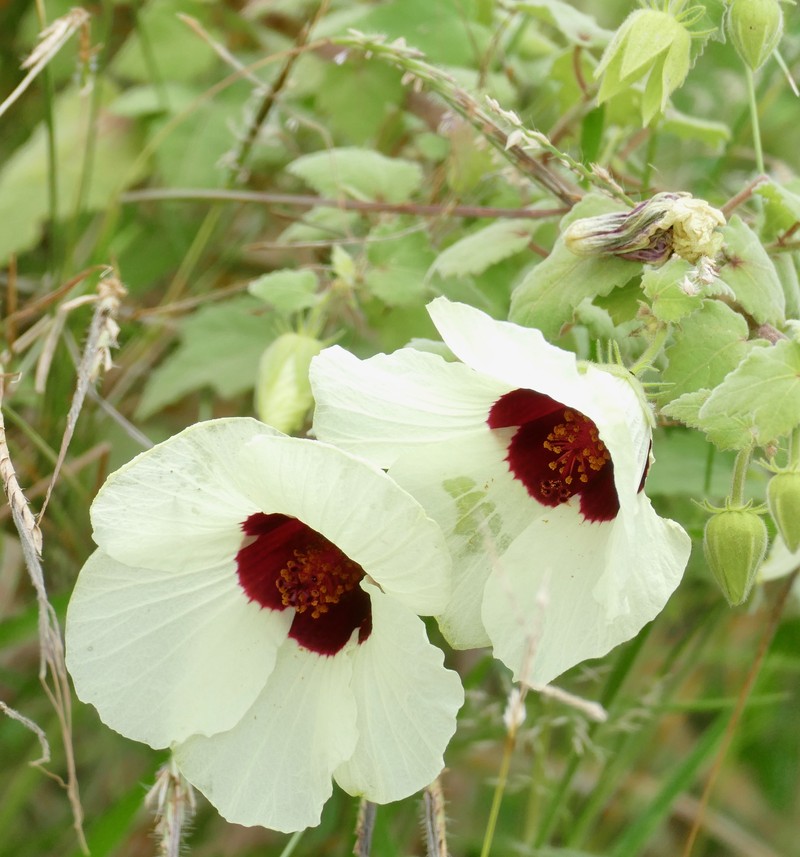 Tropical Rose Mallow photo 4