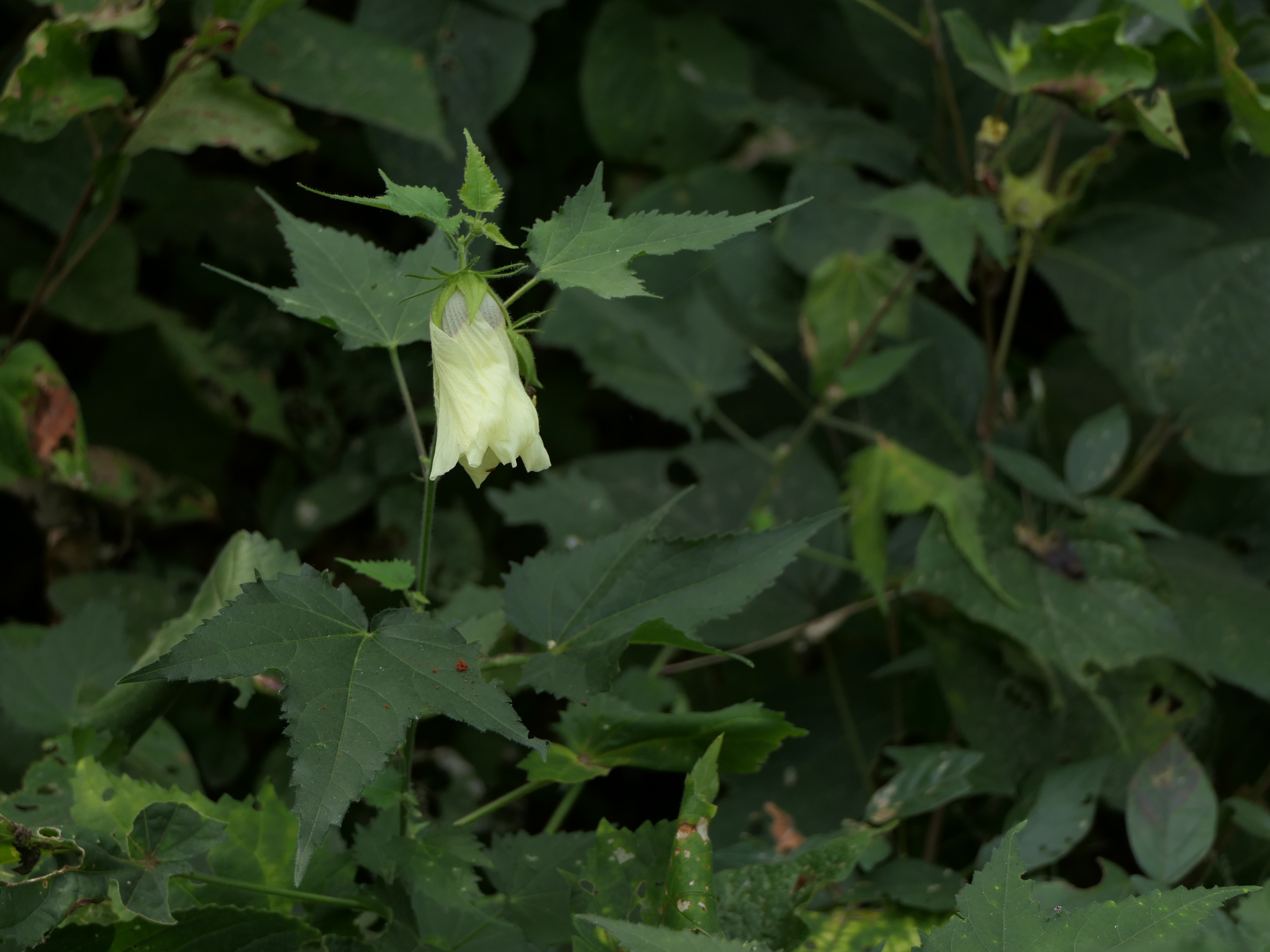 Tropical Rose Mallow photo 6