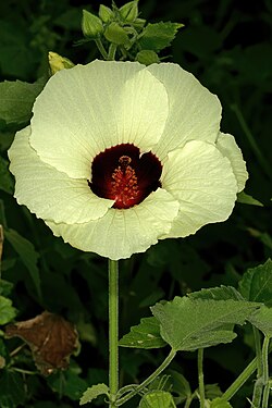 Tropical Rose Mallow
