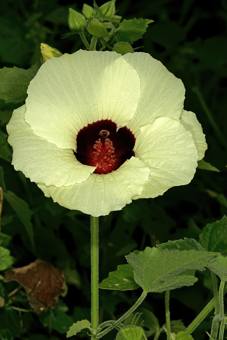 Tropical Rose Mallow