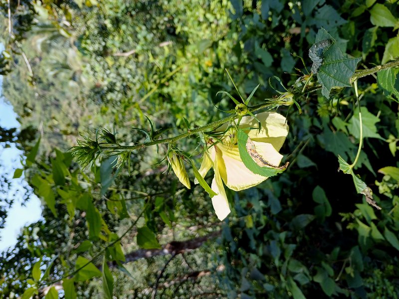 Tropical Rose Mallow photo 7