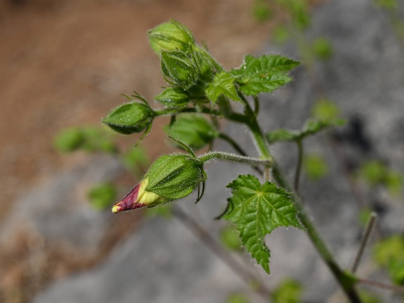 Tropical Rose Mallow photo 8