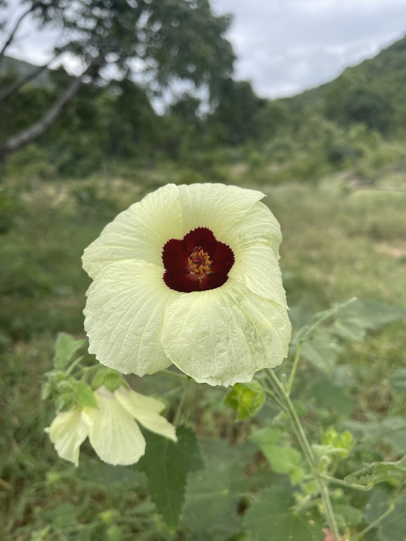 Tropical Fanleaf photo 2