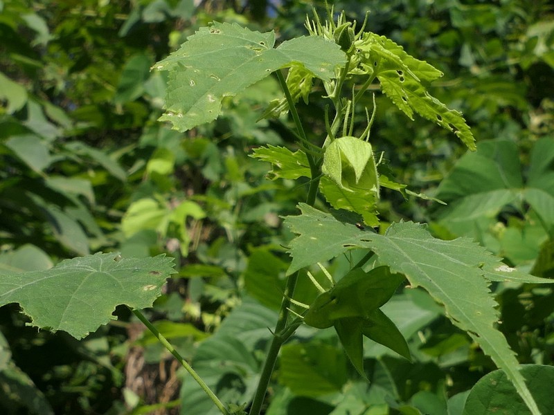 Tropical Fanleaf photo 5
