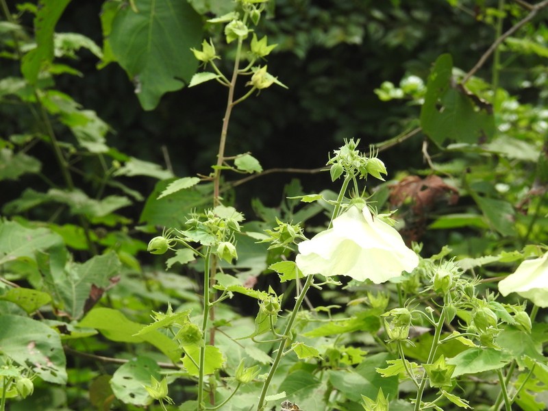 Tropical Fanleaf photo 6