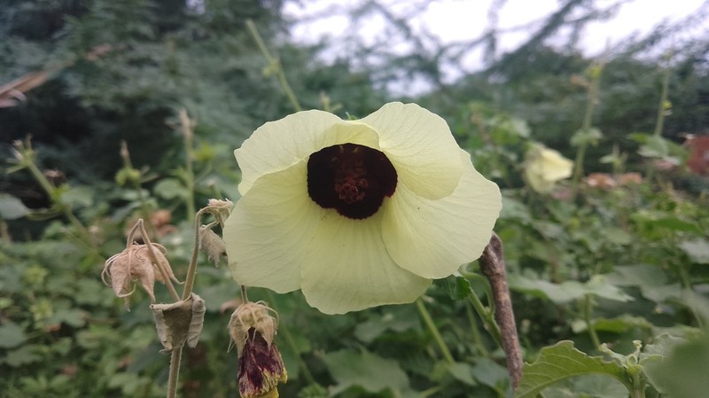 Tropical Fanleaf photo 7
