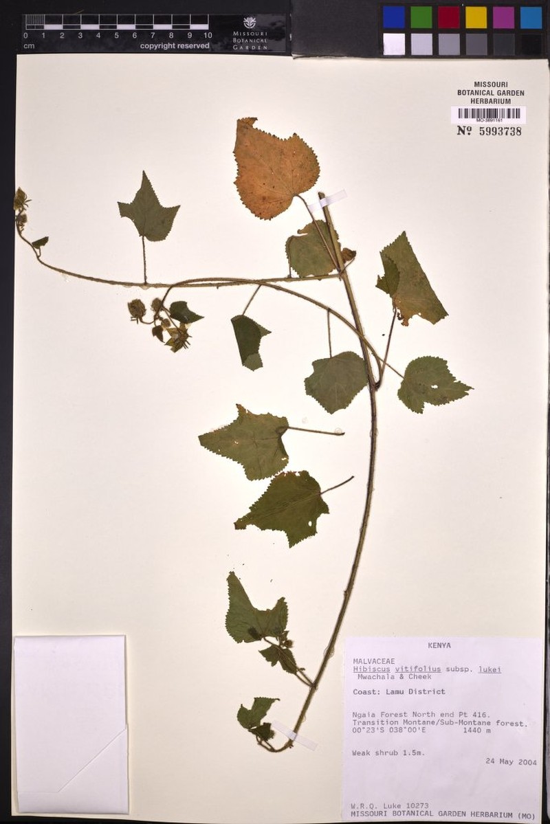 Hibiscus vitifolius subsp. lukei