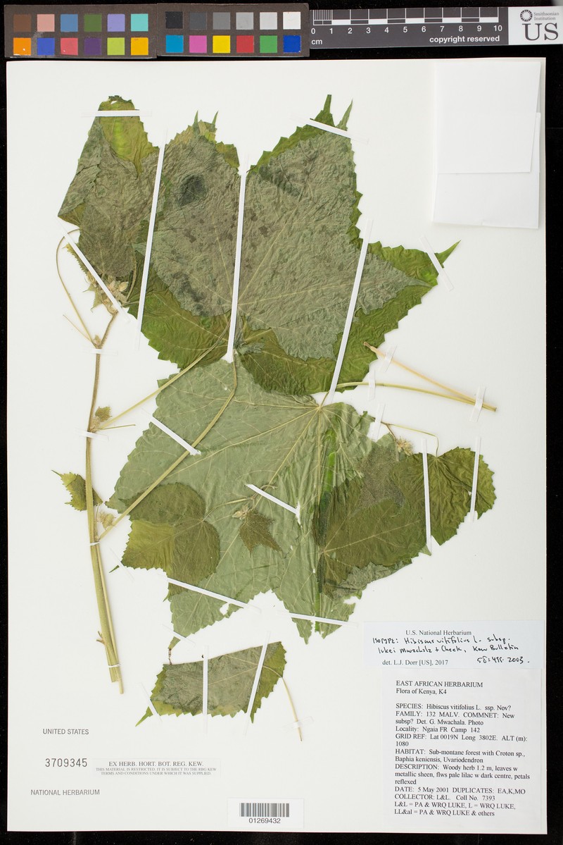 Hibiscus vitifolius subsp. lukei photo 2
