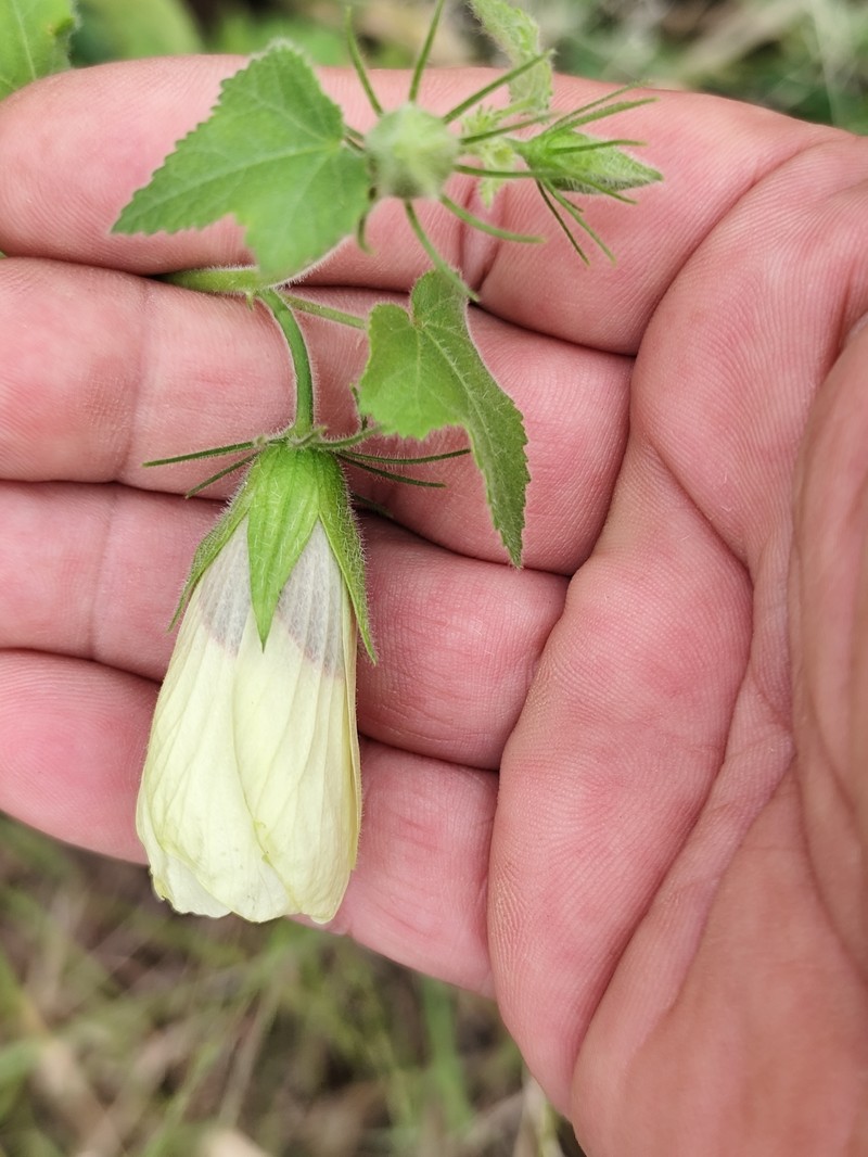 Hibiscus vitifolius subsp. vitifolius