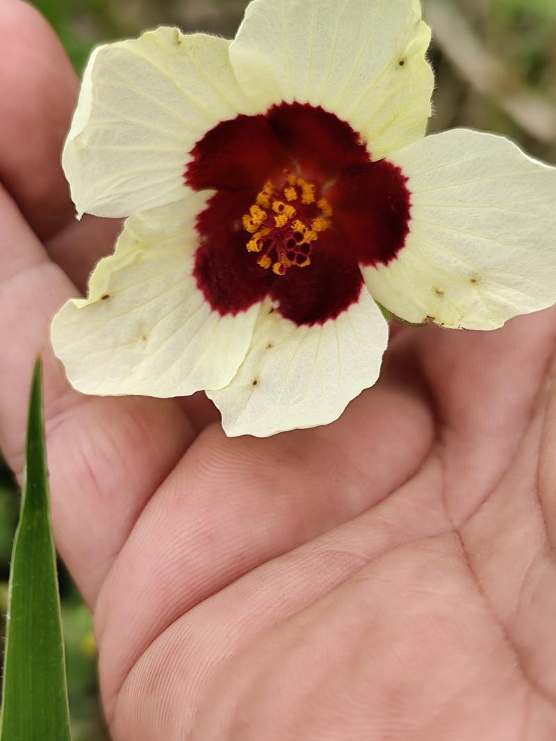 Hibiscus vitifolius subsp. vitifolius photo 2