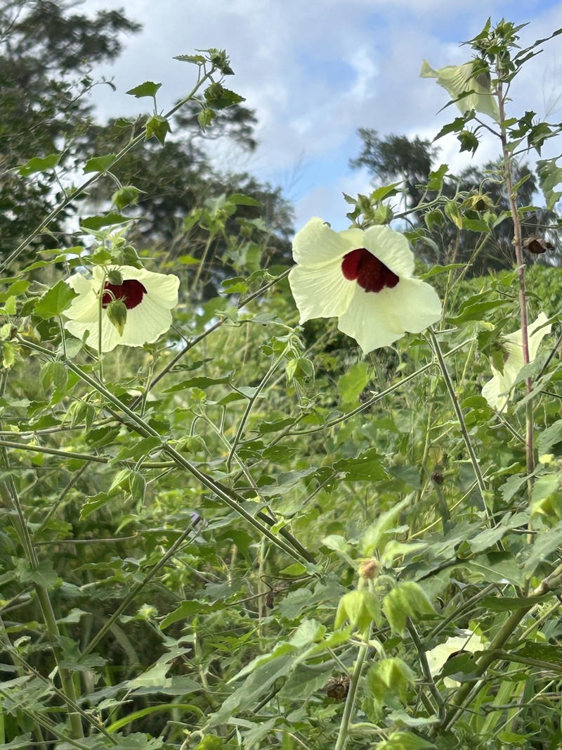 Hibiscus vitifolius subsp. vitifolius photo 3