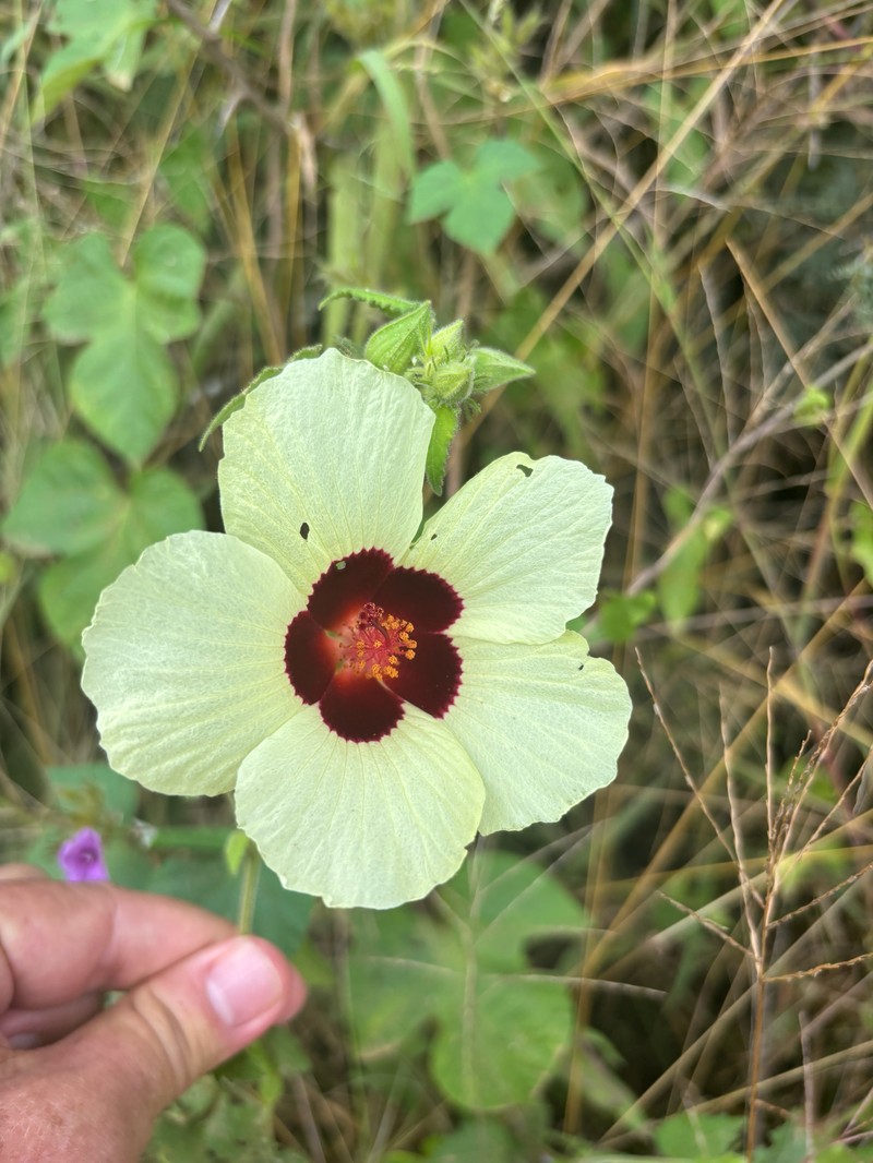 Hibiscus vitifolius subsp. vitifolius photo 4