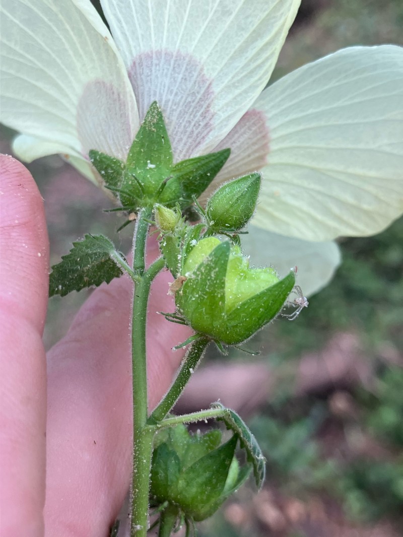 Hibiscus vitifolius subsp. vitifolius photo 5