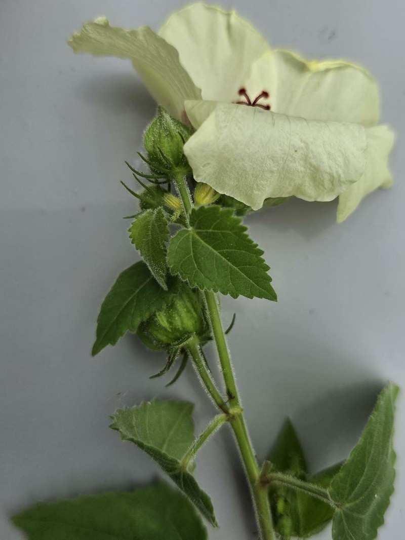 Hibiscus vitifolius subsp. vitifolius photo 6