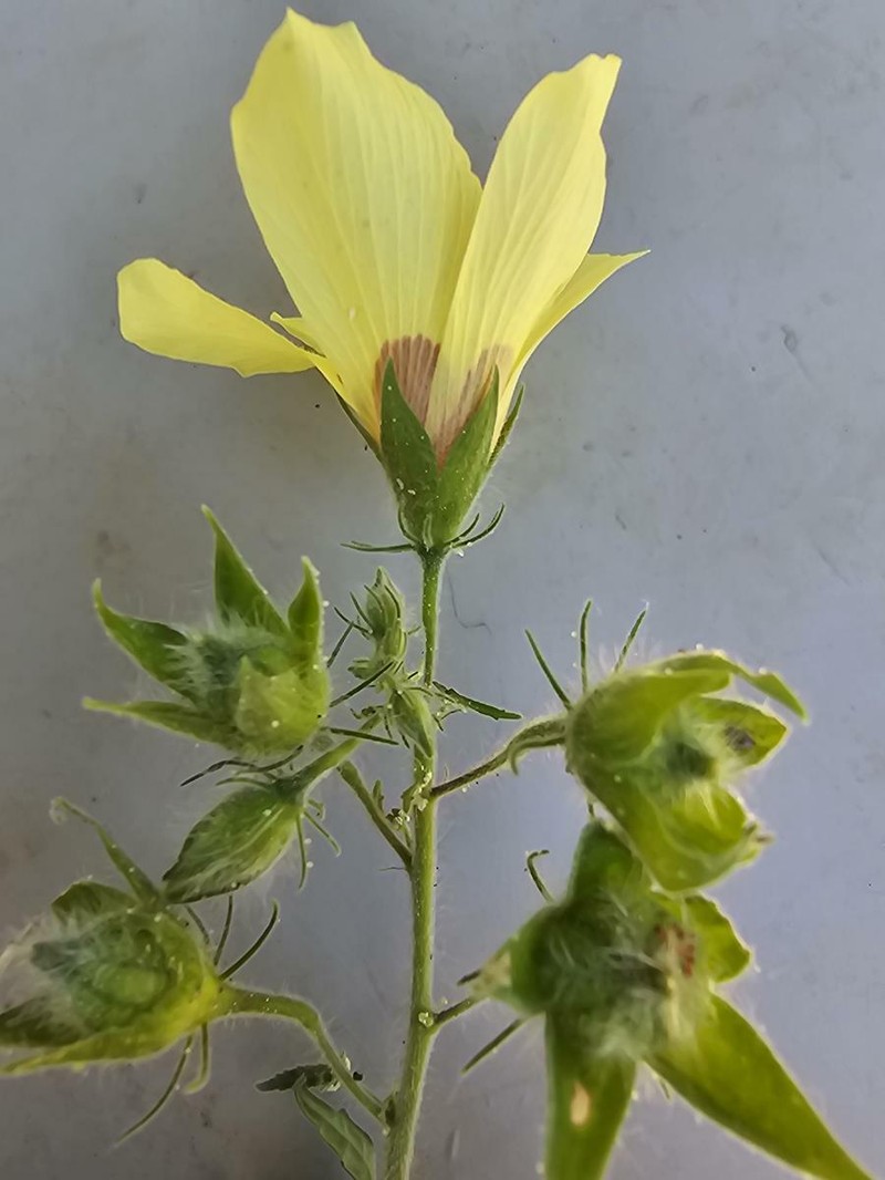 Hibiscus vitifolius subsp. vitifolius photo 7