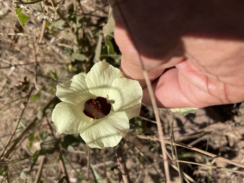 Hibiscus vitifolius subsp. vitifolius photo 8