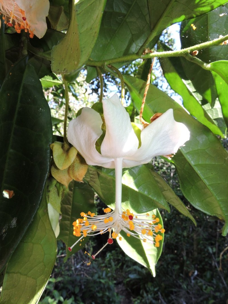 Hibiscus vohipahensis