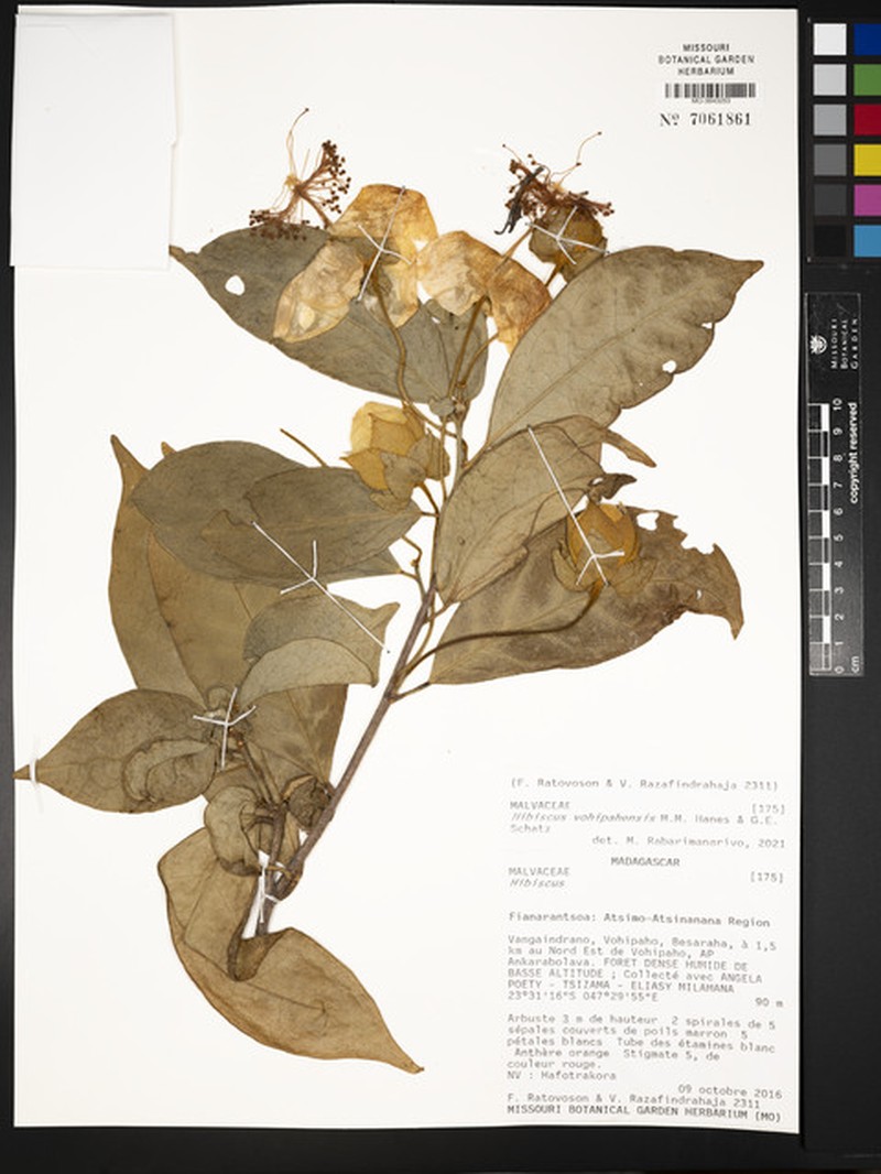 Hibiscus vohipahensis photo 2