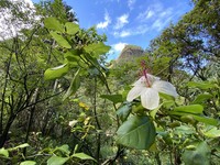 White Kauai Rosemallow