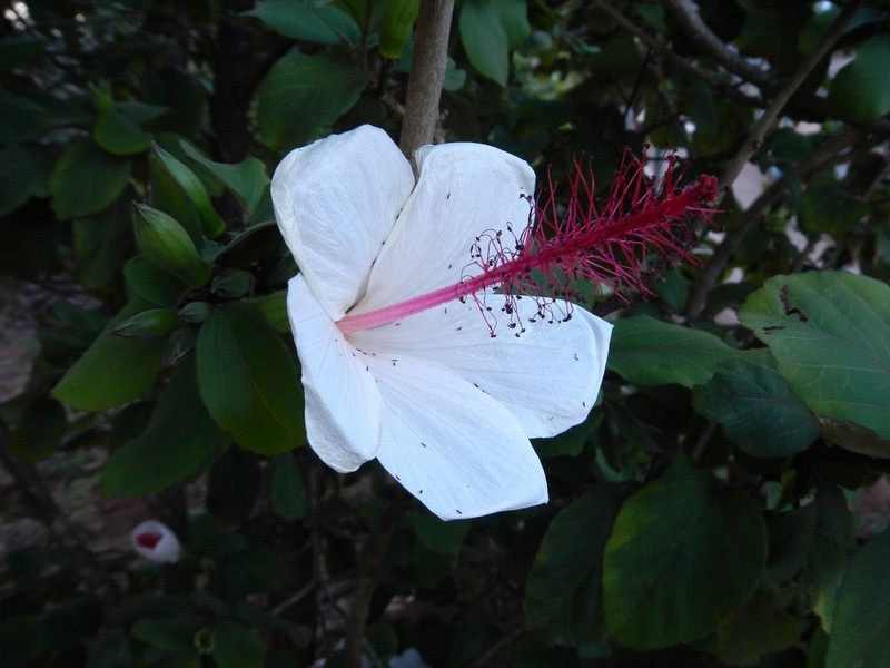 White Kauai Rosemallow photo 3