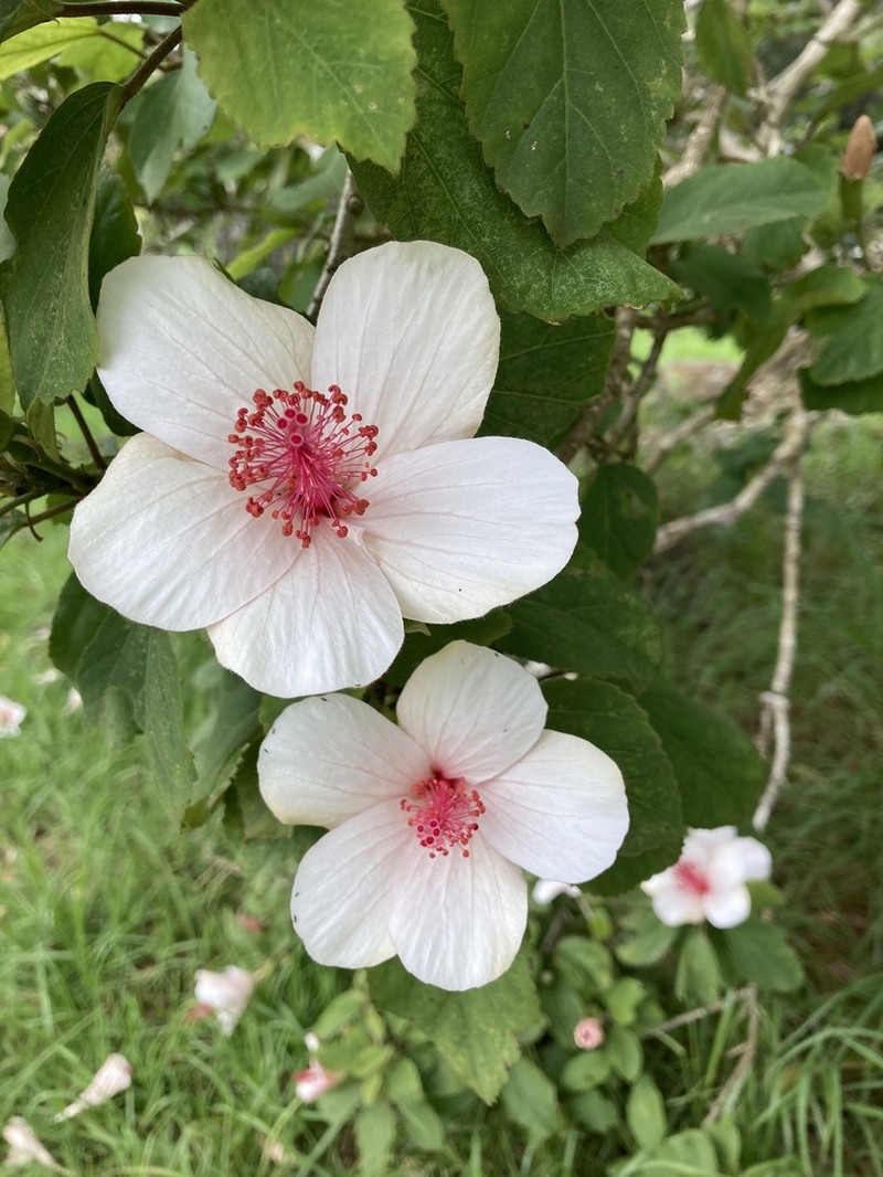 White Kauai Rosemallow photo 5