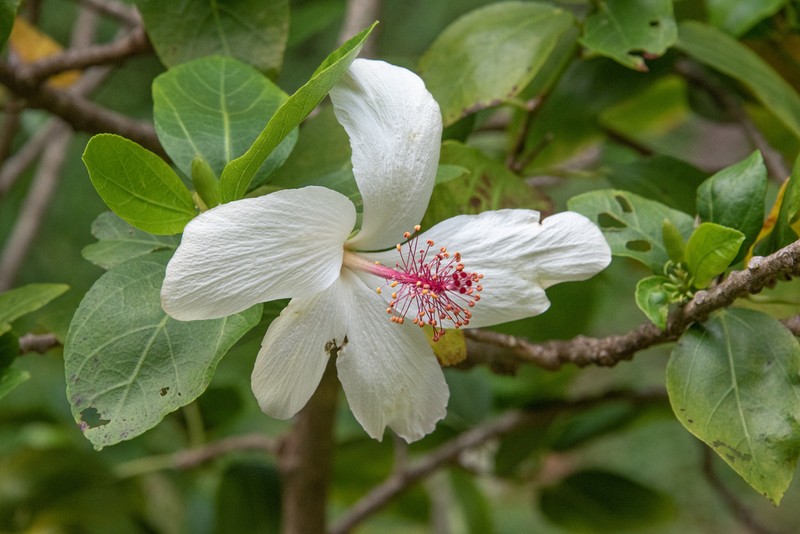 White Kauai Rosemallow photo 6