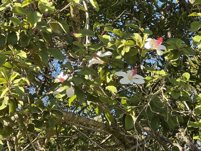White Kauai Rosemallow photo 8