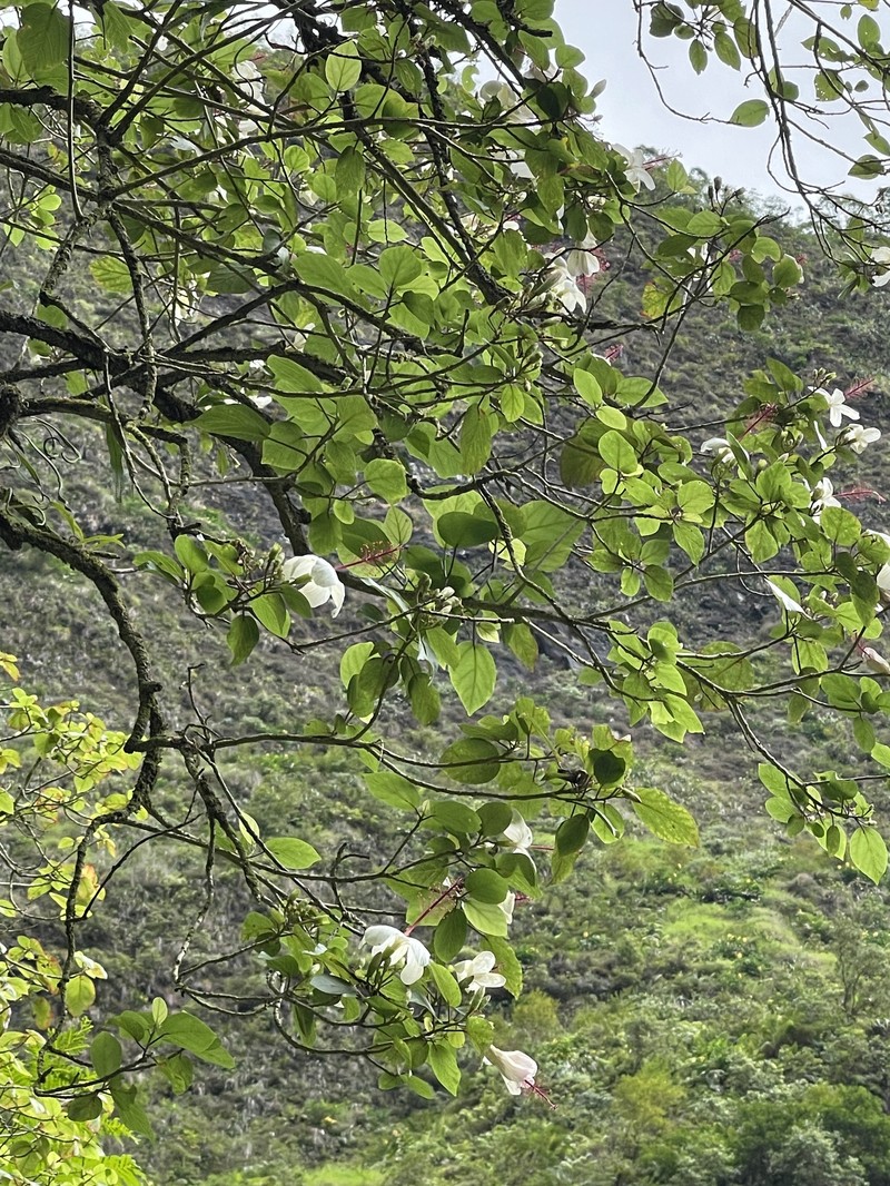 Hibiscus waimeae subsp. hannerae