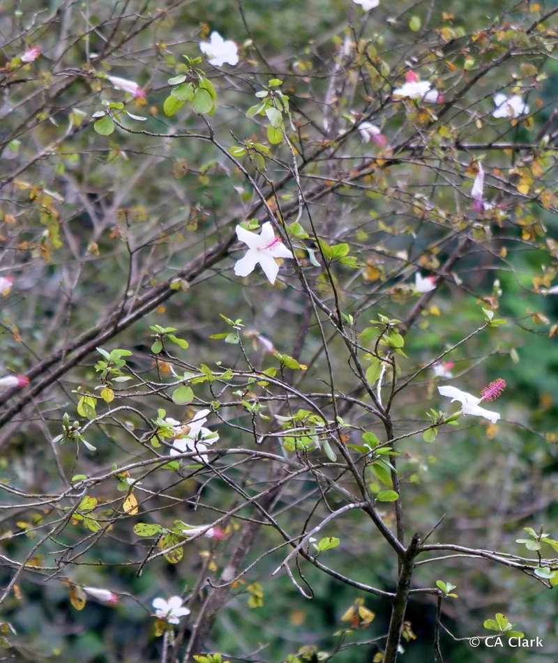 Hibiscus waimeae subsp. hannerae photo 2